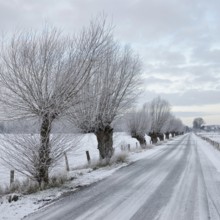 Pollarded trees, pollarded willows (Salix sp.) line an icy country road on Bislicher Insel on a