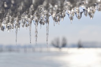 Ice age... Icicle (winter flood 2020, 2021), thawing ice plate on a barbed wire fence, Bislicher