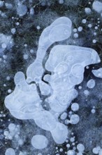 Air bubbles... Ice (winter flood 2020, 2021), ice layer with frozen air bubbles on a meadow on the