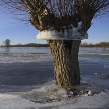 Flood mark... Pollard willow (Salix sp.) during the winter flood Rhineland 2020, 2021 enclosed in