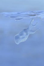 Whale watching on the Lower Rhine... Whale (winter 2020, 2021), naturally grown ice sculpture