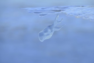 Whale watching on the Lower Rhine... Whale (winter 2020, 2021), naturally grown ice sculpture