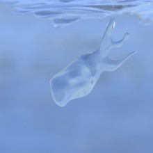 Whale watching on the Lower Rhine... Whale (winter 2020, 2021), naturally grown ice sculpture