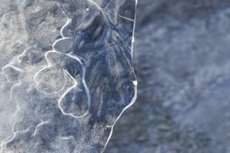 The mask... Ice sculptures (winter flood Lower Rhine 2020, 2021), art in nature, ice plate formed