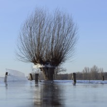 Land under... Pollard willow (Salix sp.) during the winter flood Rhineland 2020, 2021 locked in the