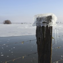 Ice cap... Ice formation (winter flood 2020, 2021), Bislicher Insel near Xanten, North