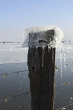 Ice cap... Ice formation (winter flood 2020, 2021), Bislicher Insel near Xanten, North