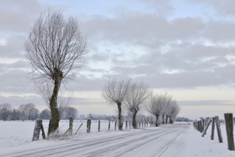 Young pollarded trees, pollarded willows (Salix sp.) line a snow-covered country lane on Bislicher