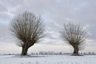 Old pollarded trees, pollarded willows (Salix sp.) on Bislicher Insel on a frosty winter morning
