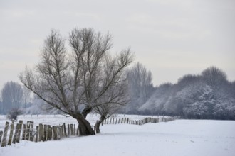 Snowy meadows... Bislicher Insel, winter impression of an old rural cultural landscape, tall