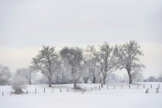 Old trees covered in snow and hoar frost... Bislicher Insel (North Rhine-Westphalia), typical
