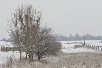 Small depression... Bislicher Insel on a cloudy winter day on the Lower Rhine with rare snow,