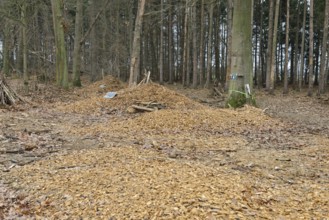 Symbolic monument in Hambach Forest, which is intended to draw attention to the deforestation that