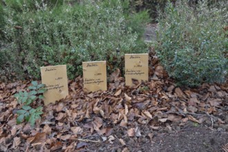 Kerpen-Manheim, December 2018: Peace of mind... old cemetery, evidence of reburial of the deceased