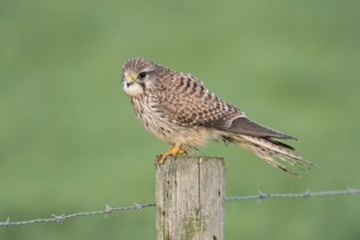Rich in detail... Kestrel (Falco tinnunculus), female Common Kestrel on a fence post, pasture post