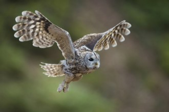 Let's go... Tawny owl (Strix aluco) in flight, side view of a powerfully flying owl in flapping
