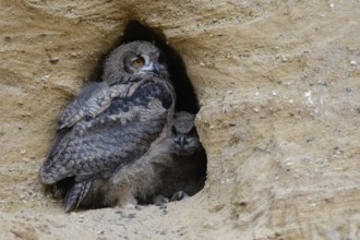 In the entrance to the nesting den... European Eagle Owl (Bubo bubo), two wide-awake young birds in