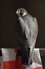 Proud bird... Peregrine falcon (Falco peregrinus), male, tercel, resting on a wooden railing, rear
