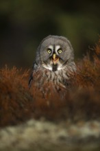 Funny owl... Bearded owl (Strix nebulosa), calling owl sits in the herb layer on the ground, looks