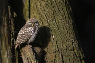 Sunbathing... Little owl (Athene noctua), most owls love sunbathing, here a still young little owl