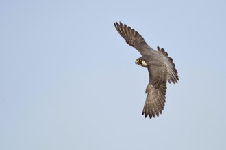 Elegant flyer... Peregrine falcon (Falco peregrinus) in fast manoeuvrable flight, fastest bird of