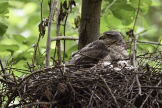 Hooting... Sparrowhawk (Accipiter nisus (, female adult bird sitting on the nest, eyrie, warming