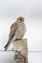 On the fence post... Kestrel (Falco tinnunculus), female, female falcon in winter with slightly