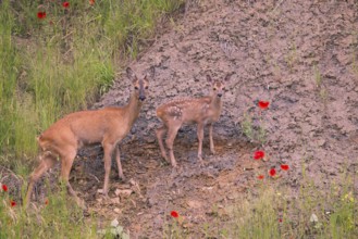 Roe deer (Capreolus capreoöus) Goat with fawn Germany