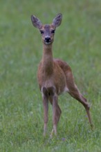 R4h (Capreolus capreolus) Goat Germany