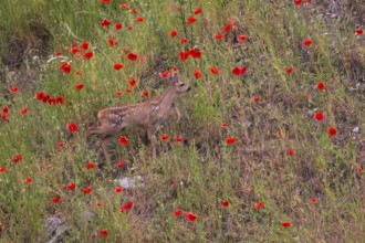 Roe deer (Capreolus capreoöus) fawn Germany
