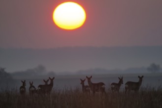 Roe deer (Capreolus capreolus) Sunrise Germany