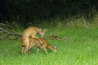 Roe deer (Capreolus capreolus) mating Germany