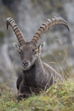 Lunch break in the Swiss Alps... Ibex (Capra ibex), male ibex, strong animal with long horns