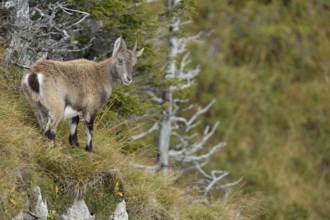 A quick look back... Alpine ibex (Capra ibex), female ibex in typical rustic surroundings in the