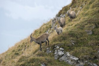 Well protected... Alpine ibex (Capra ibex), three female ibex with a fawn moving together over a