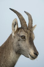 Ibex, Alpine ibex (Capra ibex), head portrait of an ibex, wildlife, Europe, Alps, Bernese Oberland,