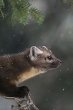 Detailed portrait... American pine marten (Martes americana), spruce marten in winter during