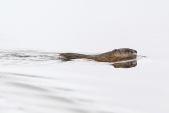 Swimming... Muskrat (Ondatra zibethicus), also called muskrat, swims hastily through open water,