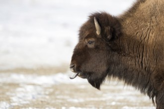 Blue tongue... American Bison (Bison bison) sticks out its tongue, licks its nostrils, detailed