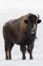 Direct eye contact... American Bison (Bison bison), adult female in winter in the snow, frontal