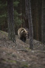 Rare encounter in the mountain forest... European brown bear (Ursus arctos), loner on its foray