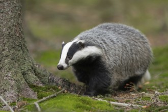 Out and about in the forest ... European badger (Meles meles), adult, particularly strong animal,