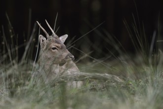 Resting... Fallow deer (Dama dama), young fallow deer lying in a clearing in the forest during the