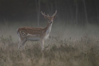 At dawn... Fallow deer (Dama dama) with fresh velvet antlers, attentive fallow deer in the very
