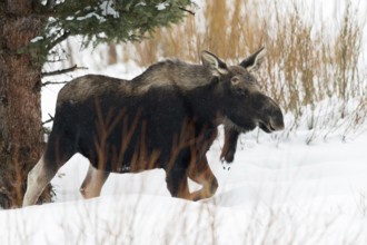 In the depths of winter... Elk (Alces alces), young bull elk with shed antlers in typical habitat