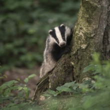 Curious game of hide and seek... European badger (Meles meles), young badger looks curiously from