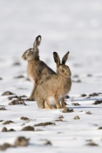 Winter hares... European hare (Lepus europaeus), two hares in a snowy field, Lower Rhine, North