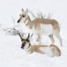 Probably a pair ... Pronghorn (Antilocapra americana), also known as pronghorn antelope, two