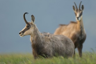 In the tall grass... Chamois (Rupicapra rupicapra), two chamois early in the morning at sunrise on