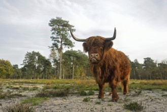 Rustic cattle breed... Highland cattle (Bos primigenius taurus), robust, good-natured grazing